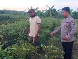 Anggota Polsek Kedamean Ikut Berperan Merawat tanaman Cabe di Desa Sidoraharjo