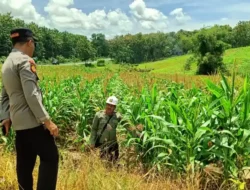 Sinergi Polri dan Petani, Kapolsek Panceng Turun Langsung Rawat Tanaman Jagung di Desa Prupuh