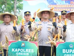 Dukung Ketahanan Pangan Nasional, Polres Gresik Sukses Panen Raya Jagung 80 Ton di Panceng dan Salurkan Bantuan untuk Petani