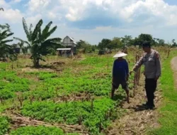 Bhabinkamtibmas Polsek Bungah turut andil Dalam Kegiatan Pertanian di Desa Melirang