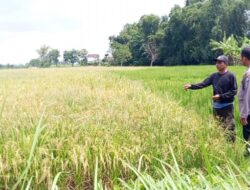 Bhabinkamtibmas Polsek Balongpanggang turut andil Dalam kegiatan pertanian di Desa Tenggor