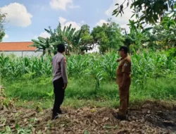 Bhabinkamtibmas Polsek Driyorejo turut andil Dalam kegiatan pertanian di Desa Tenaru