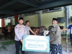 Polres Gresik Salurkan Hewan Qurban Idul Adha 2026, Wujud Kepedulian dan Kebersamaan