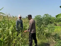 Polsek Kebomas Intensif Dampingi Petani, Perkuat Swasembada Pangan di Gresik