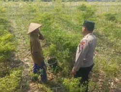 Polri Hadir di Tengah Petani, Bhabinkamtibmas Sumbergede Monitoring Perkembangan Tanaman Cabe
