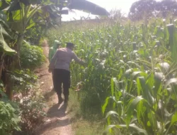 Polri Hadir di Tengah Petani, Bhabinkamtibmas Desa Babatan Monitoring Perkembangan Tanaman Jagung