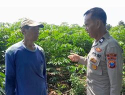 Tanaman Singkong Jadi Fokus Monitoring Polsek Ujungpangkah dalam Program Ketahanan Pangan