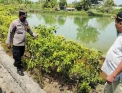 Kapolsek Sidayu Monitoring Tanaman Cabai di Kertosono, Wujud Dukungan Ketahanan Pangan Nasional