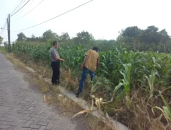 Polsek Cerme Intensifkan Monitoring Tanaman di Desa Morowudi untuk Mendukung Ketahanan Pangan Nasional