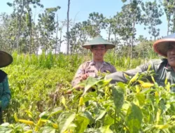 Polri Dukung Ketahanan Pangan, Anggota Polsek Panceng Cek Perkembangan Tanaman Cabai di Lahan LMDH Prupuh