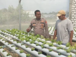 Kapolsek Sidayu Tinjau Tanaman Selada di Sukorejo, Dukung Program Ketahanan Pangan Nasional