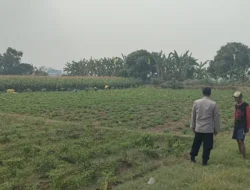 Polri Hadir di Tengah Petani, Polsek Sidayu Pantau Tanaman Cabai di Wadeng