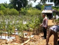 Dukung Swasembada Pangan, Polsek Dukun Cek Perkembangan Tanaman Tomat di Tebuwung
