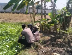 Polsek Benjeng Pantau Tanaman Kangkung untuk Dukung Ketahanan Pangan Nasional