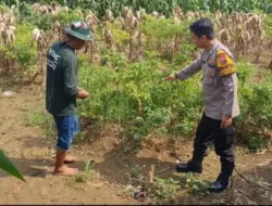 Polsek Driyorejo Pantau Tanaman Cabai di Desa Banjaran, Dukung Program Ketahanan Pangan Nasional