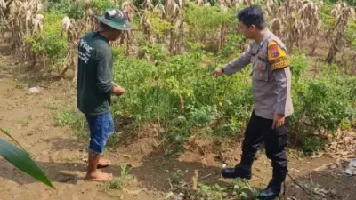 Polsek Driyorejo Pantau Tanaman Cabai di Desa Banjaran, Dukung Program Ketahanan Pangan Nasional