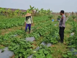 Dukung Program Presiden RI, Polsek Wringinanom Pantau Perkembangan Tanaman Timun di Desa Sumberwaru