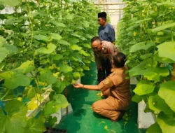 Polsek Manyar Laksanakan Pengecekan Budidaya Melon Dukung Program Ketahanan Pangan Nasional