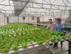 Polsek Benjeng Dukung Program Ketahanan Pangan Melalui Pengecekan Tanaman Sawi Hidroponik di Desa Bulurejo