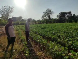 Polsek Bungah Cek Tanaman Kacang Hijau, Dukung Ketahanan Pangan Nasional