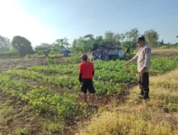 Sinergi Bersama Petani, Polsek Bungah Pantau Perkembangan Kacang Hijau