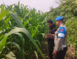 Wujudkan Swasembada Pangan, Polsek Balongpanggang Tinjau Lahan Jagung di Desa Dapet