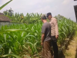 Polsek Balongpanggang Cek Tanaman Jagung di Kedungsumber, Dukung Swasembada Pangan Nasional