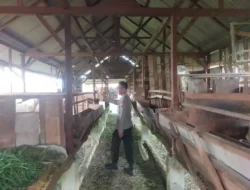 Pengecekan Peternakan Kambing di Desa Peganden, Polsek Manyar Dukung Program Ketahanan Pangan Nasional