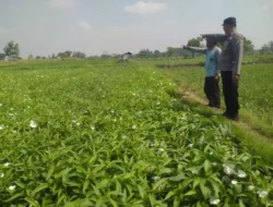 Balongpanggang Cek Budidaya Kangkung di Desa Tanahlandean, Dukung Program Swasembada Pangan Nasional
