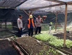 PENGECEKAN TANAMAN SAWI DI DESA MANYARREJO, KAPOLSEK MANYAR DUKUNG PROGRAM KETAHANAN PANGAN NASIONAL