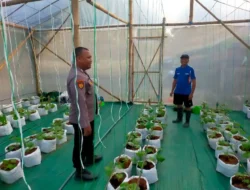Dukung Arahan Presiden RI , Polsek Dukun Cek Perkembangan Tanaman Melon di Mojopentung