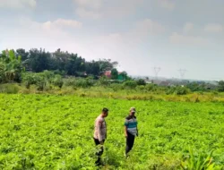 Polres Gresik Perkuat Ketahanan Pangan, Lakukan Pengecekan Budidaya Kangkung di Desa Kedamean