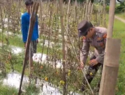 Dukung Ketahanan Pangan Nasional, Polres Gresik Cek Tanaman Tomat di Desa Lasem Sidayu