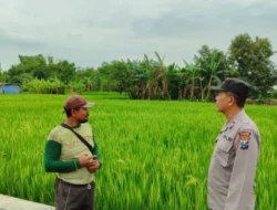 POLRES GRESIK DUKUNG SWASEMBADA PANGAN MELALUI PENGECEKAN TANAMAN PADI DI KECAMATAN BUNGAH