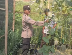 Polsek Sidayu Lakukan Pengecekan Tanaman Cabai Untuk Dukung Ketahanan Pangan Nasional