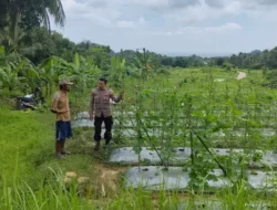 Pengecekan Pertanian Tanaman Pare di Desa Patar Selamat Dukung Program Ketahanan Pangan Nasional