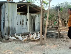 Polres Gresik Turut Perkuat Ketahanan Pangan Melalui Monitoring Peternakan Bebek di Panceng