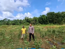 Kapolsek Sangkapura Cek Tanaman Cabai di Desa Lebak, Dukung Program Ketahanan Pangan Nasional