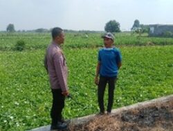 Dukung Asta Cita Presiden, Polsek Balongpanggang Pantau Tanaman Kangkung di Gresik