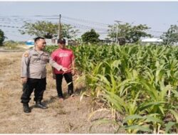 Polsek Benjeng Cek Tanaman Jagung di Desa Munggugianti, Dukung Ketahanan Pangan Nasional dan Swasembada Pangan