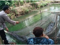 Polsek Benjeng Laksanakan Pengecekan Budidaya Lele Dukung Program Ketahanan Pangan Nasional