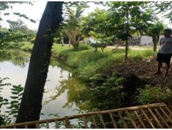 Anggota polsek Kedamean Laksanakan Pengecekan Budidaya Ikan di Waduk Desa Menunggal untuk Dukung Ketahanan Pangan Nasional