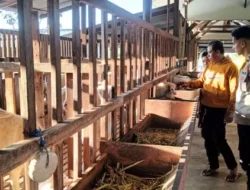 Polsek Panceng Cek Peternakan Kambing di Desa Prupuh, Dukung Program Ketahanan Pangan Nasional