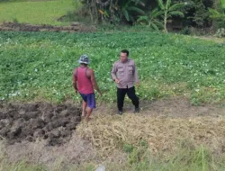 Polsek Balongpanggang Lakukan Pemantauan Lahan Kangkung, Wujud Dukungan Polri terhadap Ketahanan Pangan