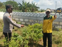 Polsek Sidayu Cek Tanaman Cabai, Dukung Program Ketahanan Pangan di Gresik