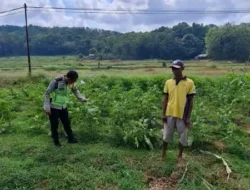 Polsek Sangkapura Cek Tanaman Terong Hijau, Dukung Program Ketahanan Pangan