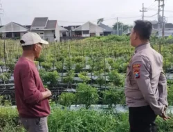 Polsek Menganti Laksanakan Pengecekan Tanaman Lombok Dukung Program Ketahanan Pangan