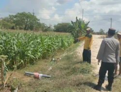 Pengecekan Tanaman Jagung di Desa Wadeng