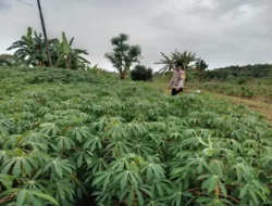 Polsek Tambak Cek Tanaman Ubi Kayu, Dukung Ketahanan Pangan di Gresik