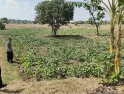 Polsek Panceng Laksanakan Pengecekan Tanaman Kacang Hijau Dukung Program Ketahanan Pangan